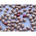 New Crop Round Shape Lskb